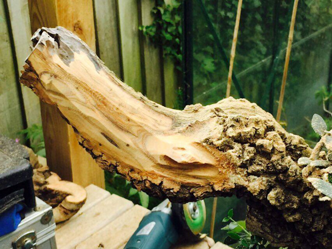 olive bonsai deadwood